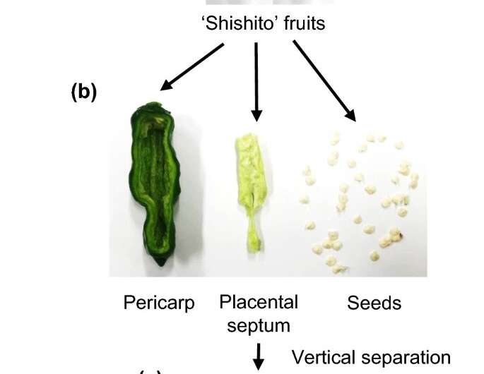 Variable «Pungency» del chile dulce Shishito: genes y semillas