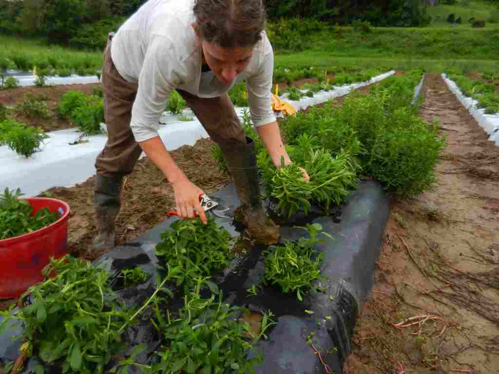 Mejoramiento genético para adaptar el cultivo de estevia a climas fríos
