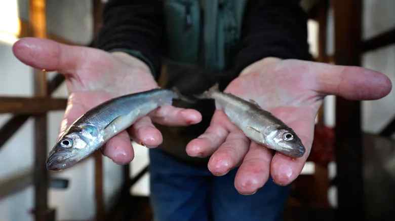 «Transgénico-natural»: El caso de un pez que le robó un gen anticongelante a un pez de otra especie