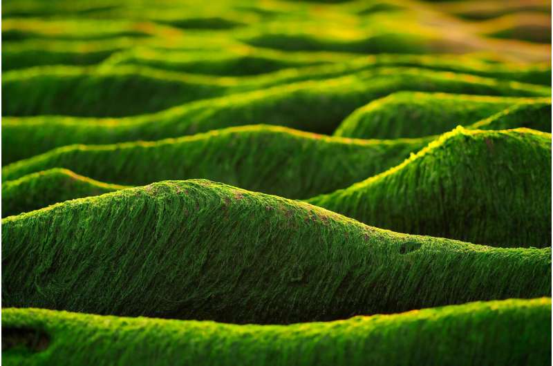 El biodiésel de algas podría ser la mejor opción de combustible ecológico del mañana
