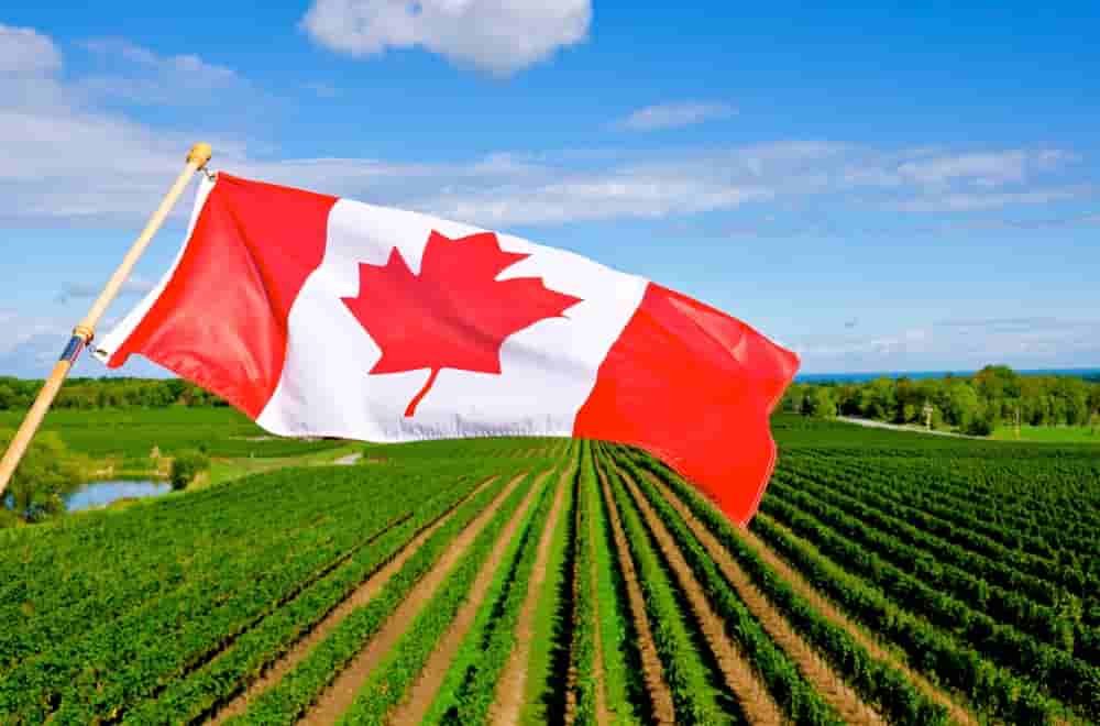 «Los cultivos editados genéticamente son seguros para la salud y el ambiente» afirma el Ministerio de Salud de Canadá
