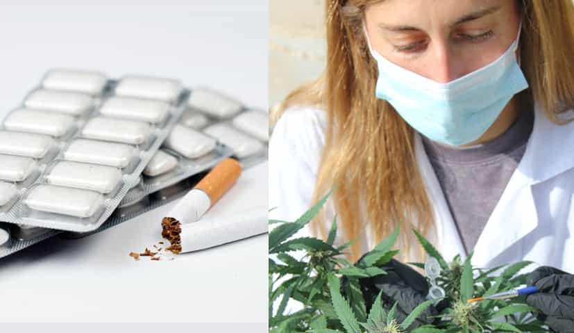 Empresa usa edición genética en tabaco «libre de carcinógenos» y cannabinoides terapéuticos más eficientes