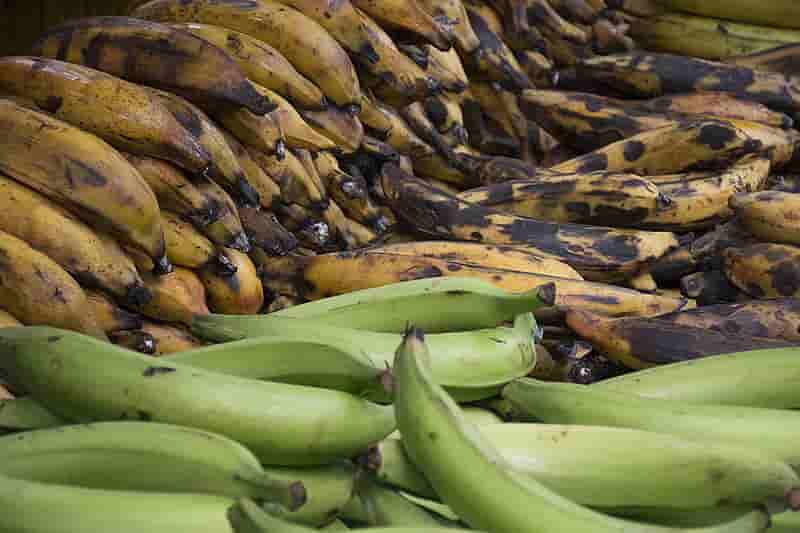 Residuos de plátano y banano con alto potencial para producir biogás