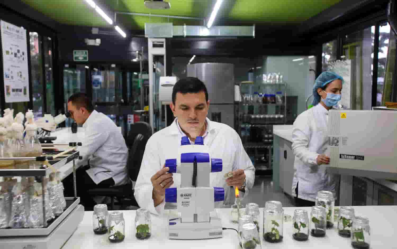 Universidad colombiana avanza en desarrollo de transgénicos para producción de aceites