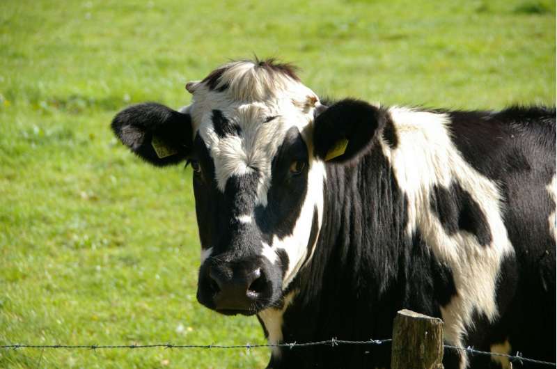 ¿Máscaras de vaca? Empresa agrícola prueba un dispositivo portátil que absorbe metano