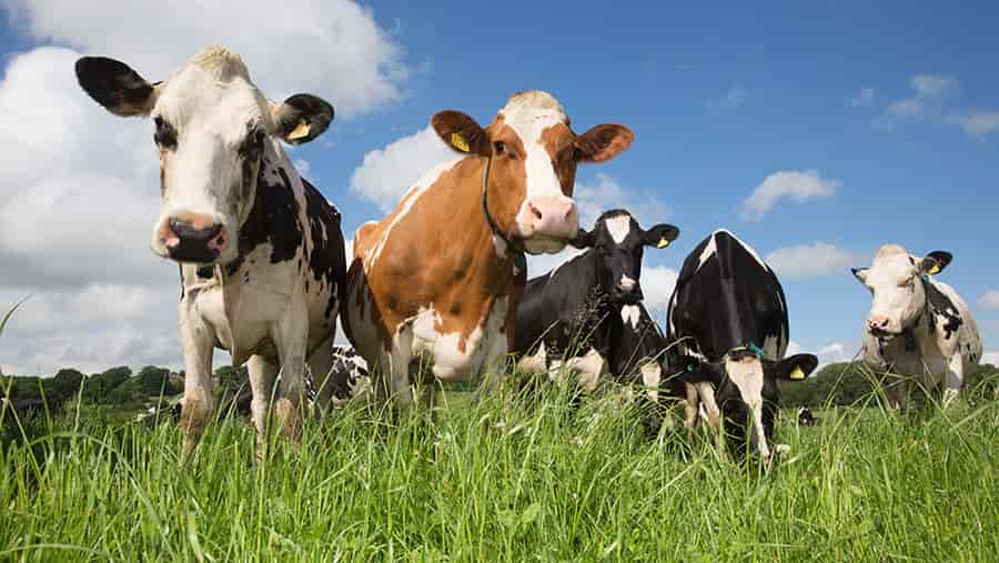 Forraje genéticamente modificado que reduce emisión de metano en ganado y porotos más nutritivos