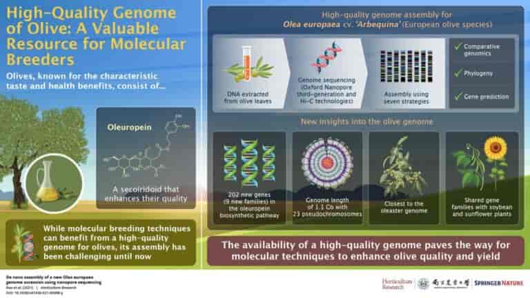 Actualizan el genoma de la aceituna ofreciendo una mejor base para su mejoramiento