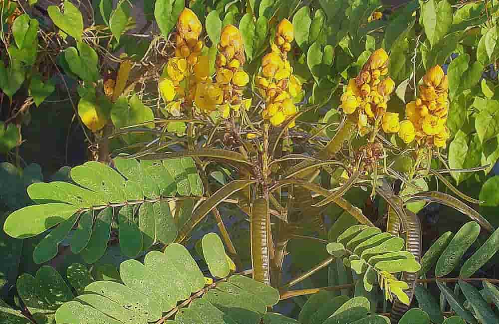 Las lentejas de agua y un tipo de arbusto amazónico pueden producir bioenergía