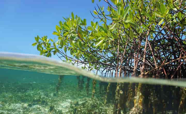 Secuencian el genoma de una especie de manglar, avance clave para crear cultivos tolerantes a salinidad