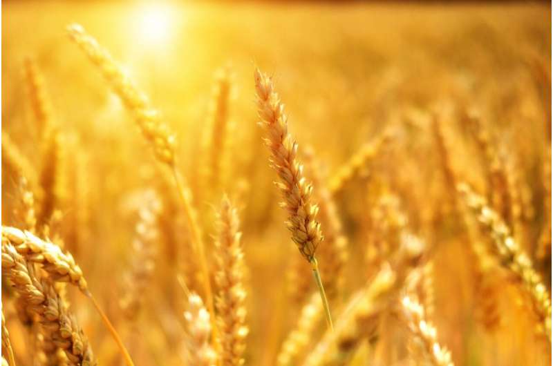 Una variedad de trigo enriquecido en hierro espera ser aprobada para ensayos de campo en Reino Unido