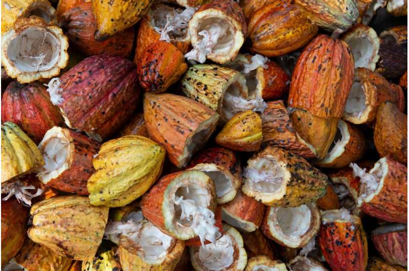La ‘huella digital’ de un grano de cacao podría ayudar a rastrear las barras de chocolate hasta su granja de origen, encuentra un nuevo estudio