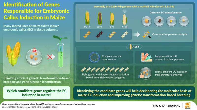 Explorando la ma (i) ze genética: la genómica funcional puede ayudar al mejoramiento molecular del maíz