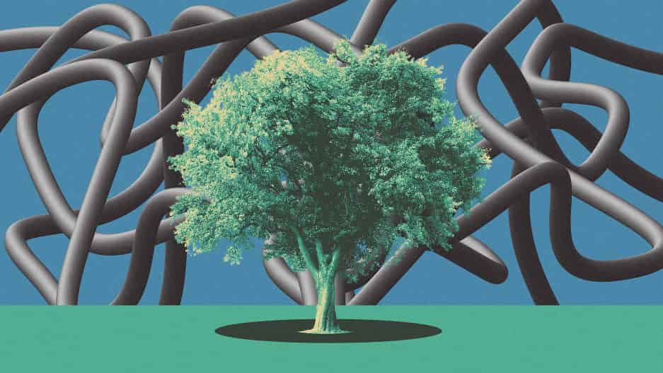 Estos «super-árboles» están genéticamente modificados para capturar más carbono y combatir el cambio climático