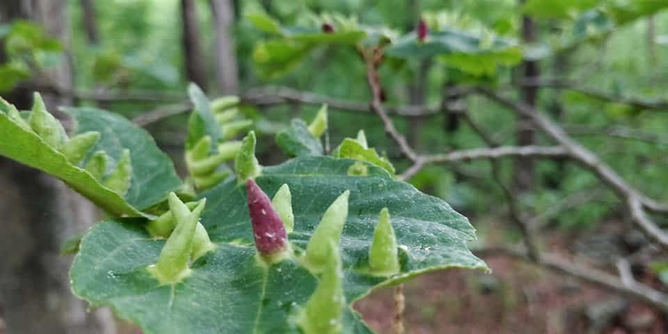Pulgones modifican genéticamente las hojas de árboles para generar agallas como refugio