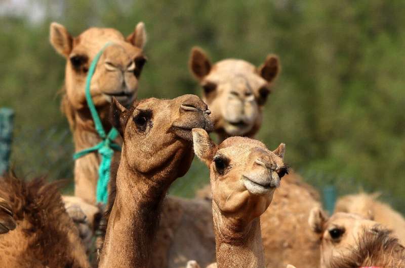 Clona tu camello: los concursos de belleza y las carreras generan una gran demanda