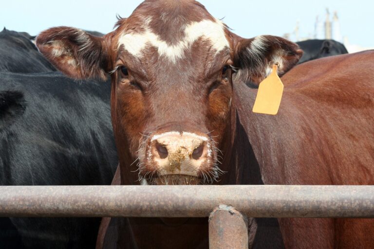 No hay diferencias entre la carne y la leche de vacas editadas genéticamente y de vacas convencionales