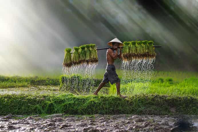 Más por menos: el enfoque biotecnológico aumenta el rendimiento del arroz con menos aportaciones de nitrógeno