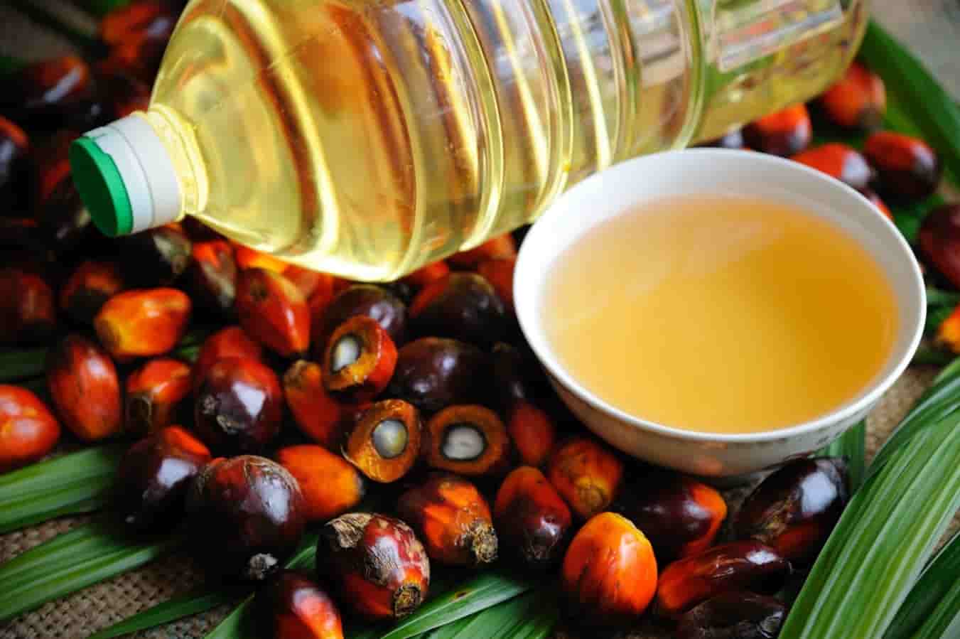 Desarrollan soja genéticamente modificada como alternativa sostenible al aceite de palma