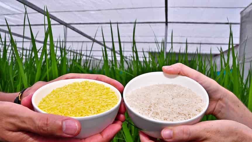 ¿Puede el arroz dorado demostrar que la ciencia agrícola tiene un papel en la erradicación de la desnutrición?
