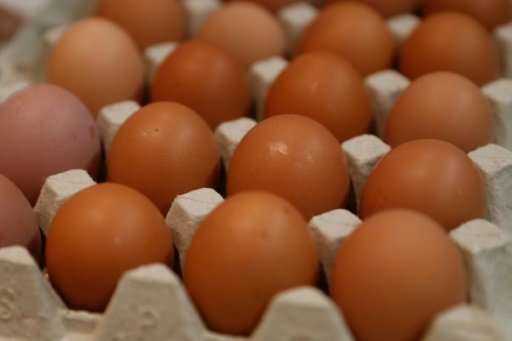 Científicos japoneses cultivan drogas en huevos de gallina
