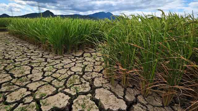 Expertos proponen modificar genéticamente el arroz para adaptarlo al cambio climático