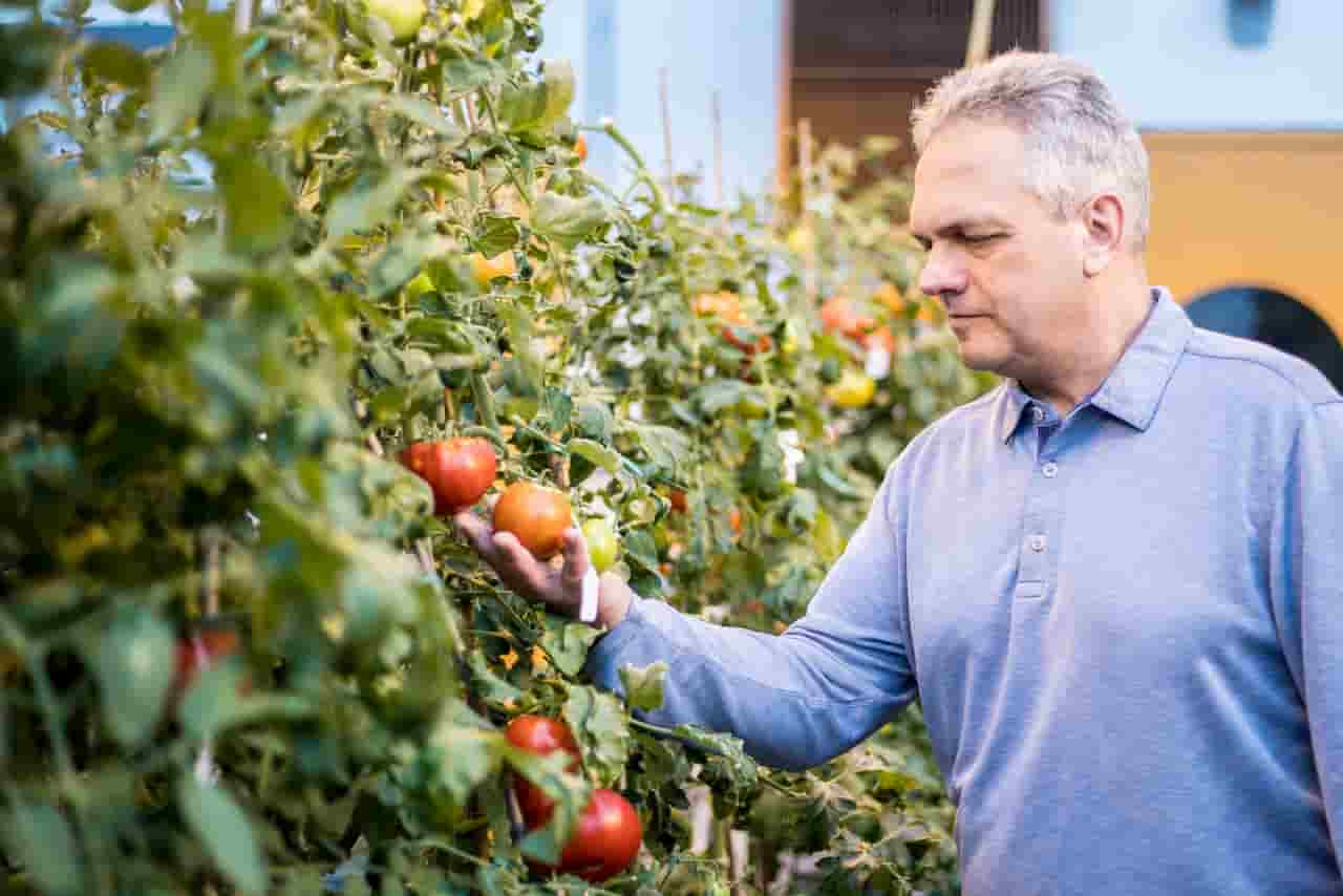 Un gen recién descubierto podría ayudar a mejorar el sabor y la vida útil del tomate comercial
