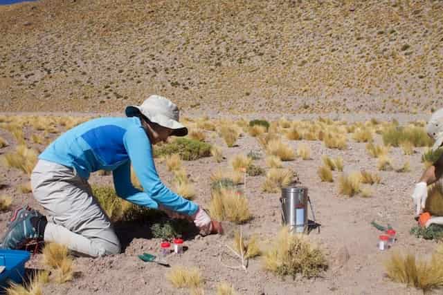 Desierto de Atacama: una «mina de oro genética» con plantas resistentes a sequía y entornos extremos