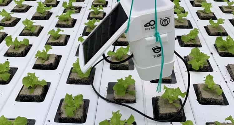 ¿Puede la inteligencia artificial hacer crecer un cultivo de lechuga de forma completamente autónoma?