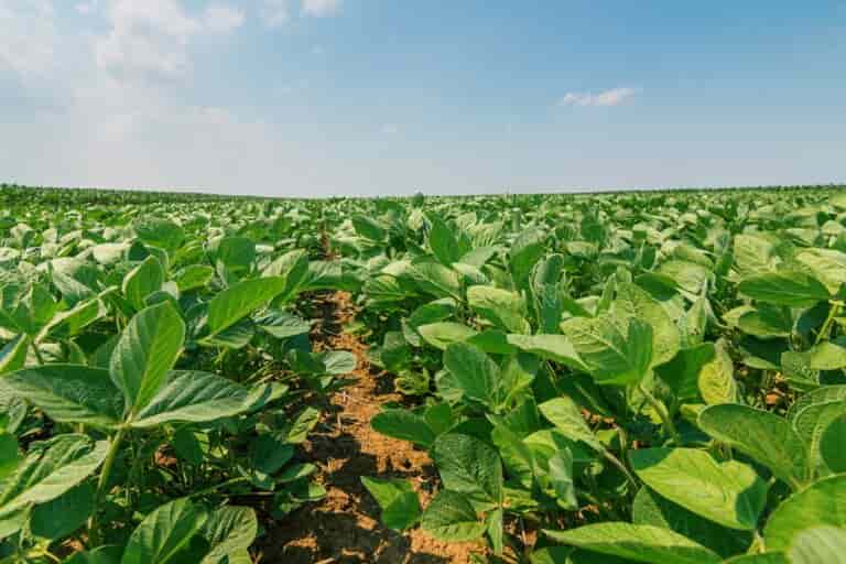 Estudio concluye que los cultivos transgénicos y el uso de glifosato reducen la huella de carbono causada por la agricultura