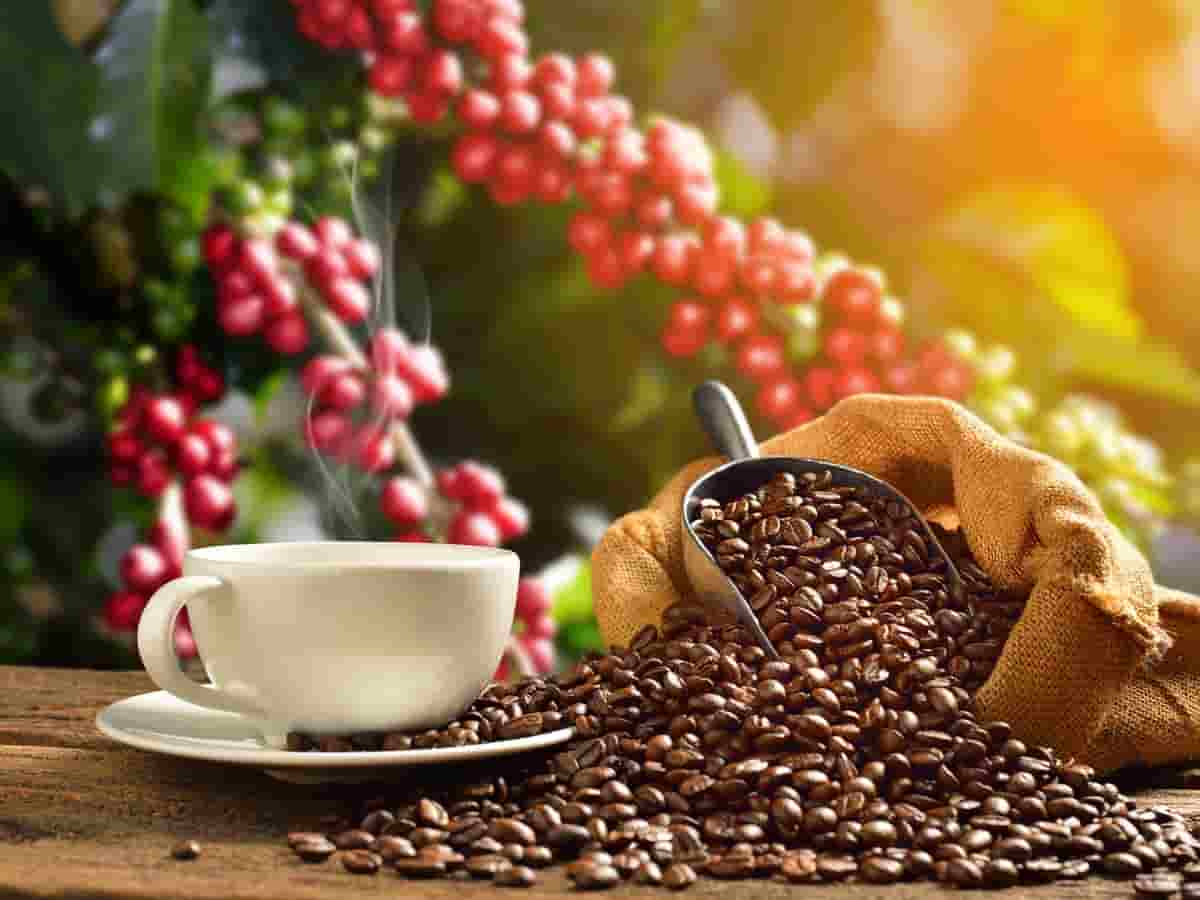 Estudio mexicano confirma alta eficacia de café transgénico contra la problemática plaga de la broca