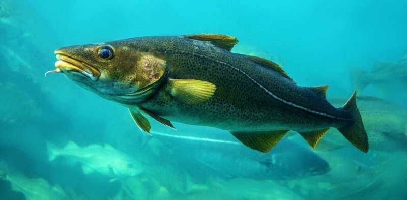 Los ‘supergenes’ de bacalao revelan cómo están evolucionando en respuesta a la sobrepesca
