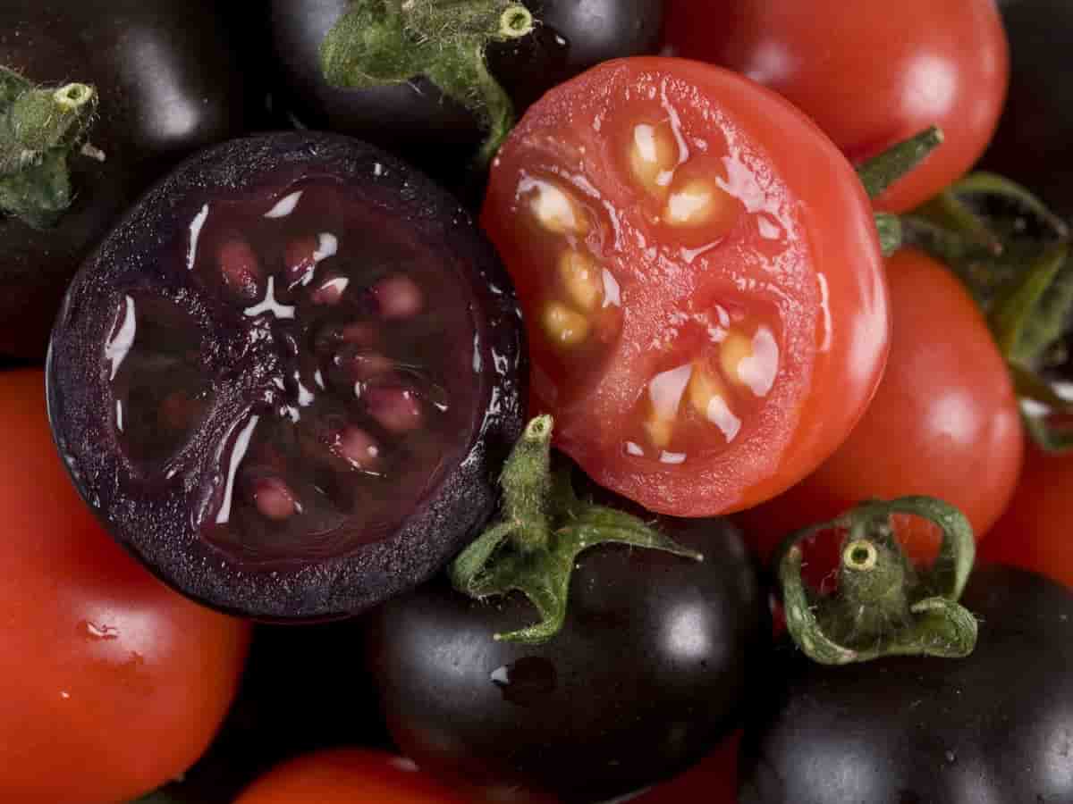 Tomates transgénicos morados altos en antioxidantes llegarían al mercado de EE.UU. en 2022