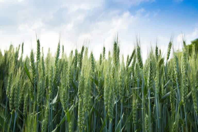Reino Unido realizará ensayos de campo con cebada biotecnológica que requiere menos fertilizantes
