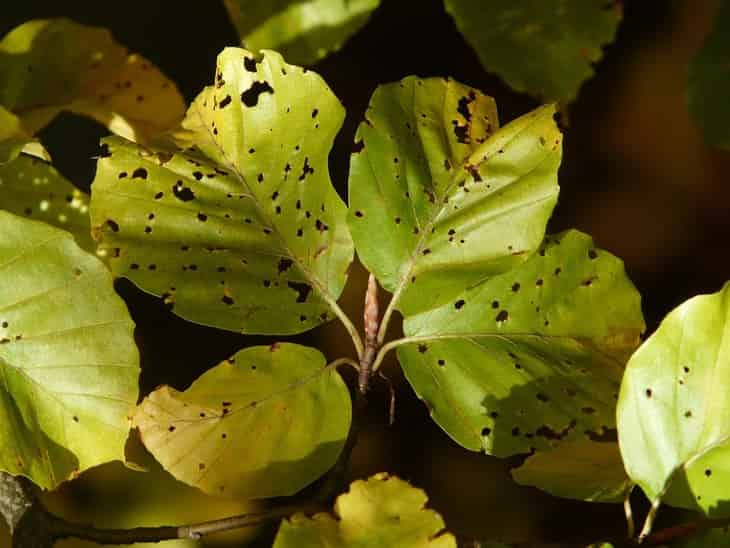 Las enfermedades de las hojas de las plantas se reconocerán de forma remota