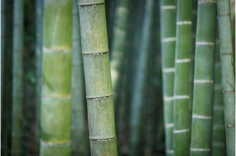 Los investigadores utilizan un ingrediente único para fortalecer el bambú
