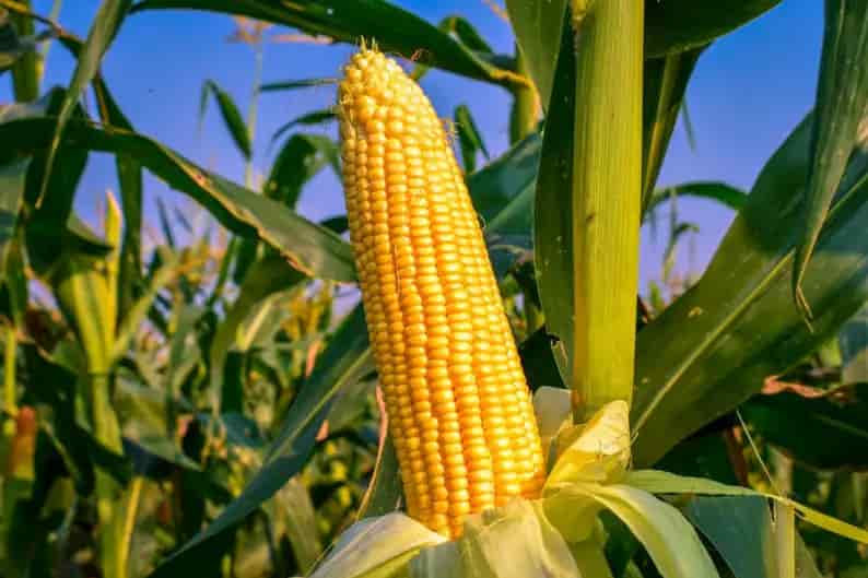 Rendimiento del maíz y el arroz aumentó un 10% al editar genéticamente un solo gen