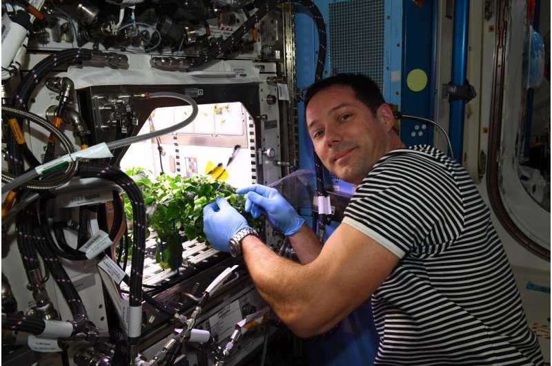En el camino hacia la carne cultivada para astronautas (y terrícolas)