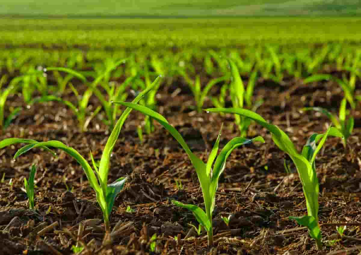 Científicos belgas solicitan permisos para ensayos de campo con maíz editado genéticamente resistente a sequía y estrés climático