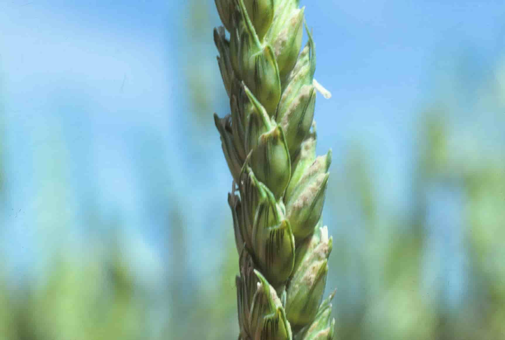 Desarrollan trigo editado genéticamente resistente a problemático hongo sin necesidad de fungicidas