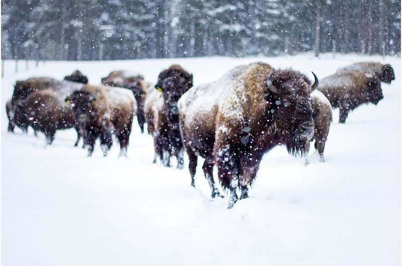 La investigación documenta la genética del ganado doméstico en las manadas modernas de bisontes