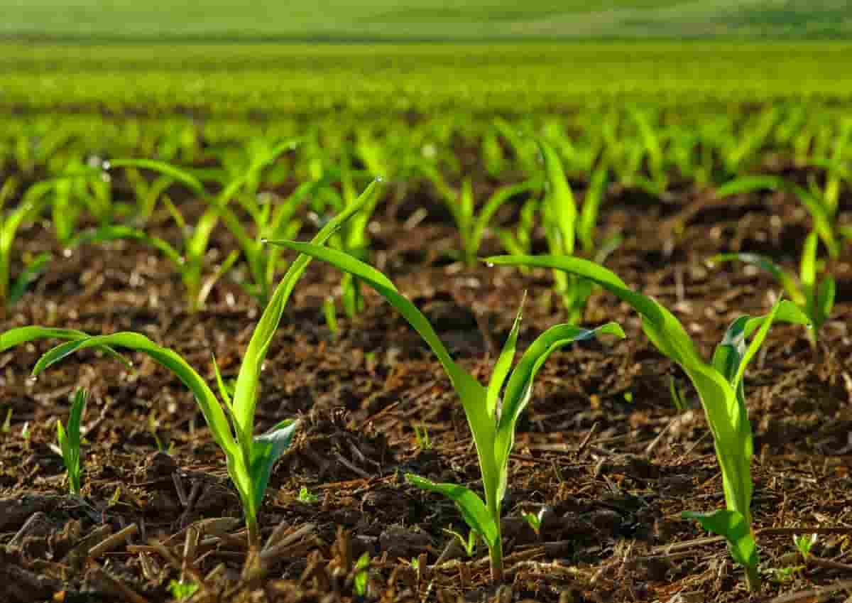 Bélgica autoriza ensayos de campo con maíz editado genéticamente resistente a sequía y estrés climático