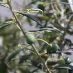Secuenciada la variedad de olivo Ayvalik