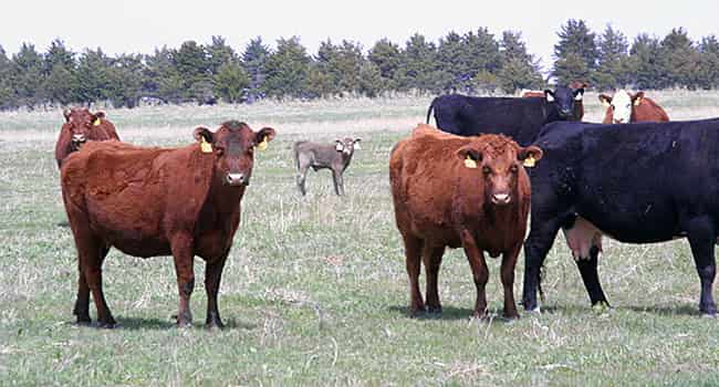 ganado bovino